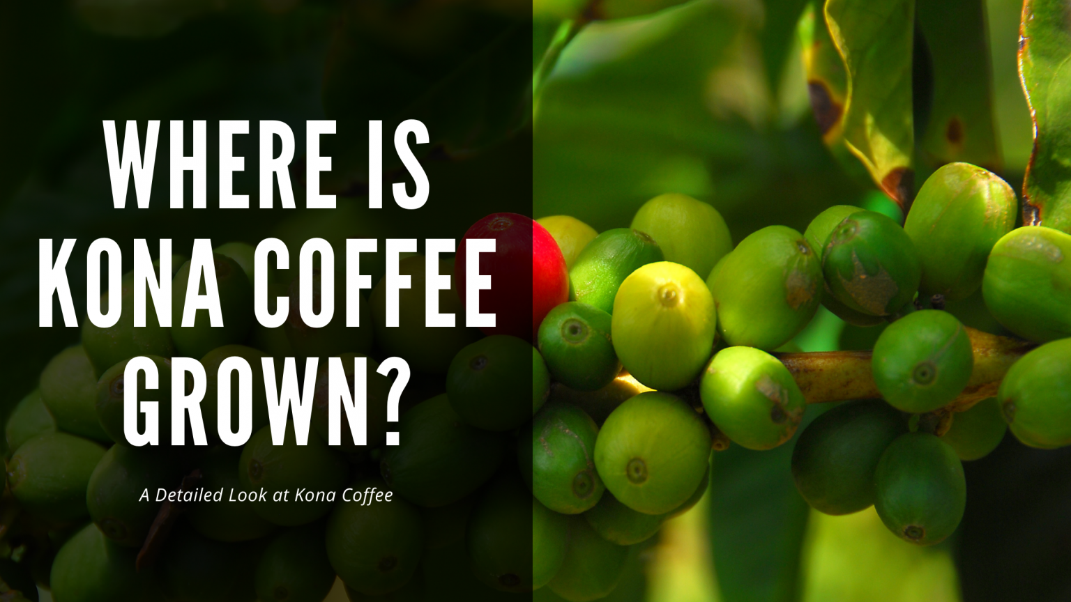 Where is Kona Coffee Grown? History, Background, & More (2024 Update)