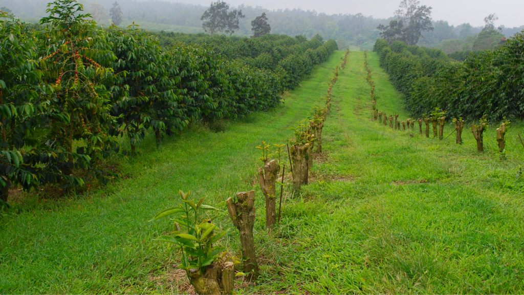 Kona coffee farm on the Big Island