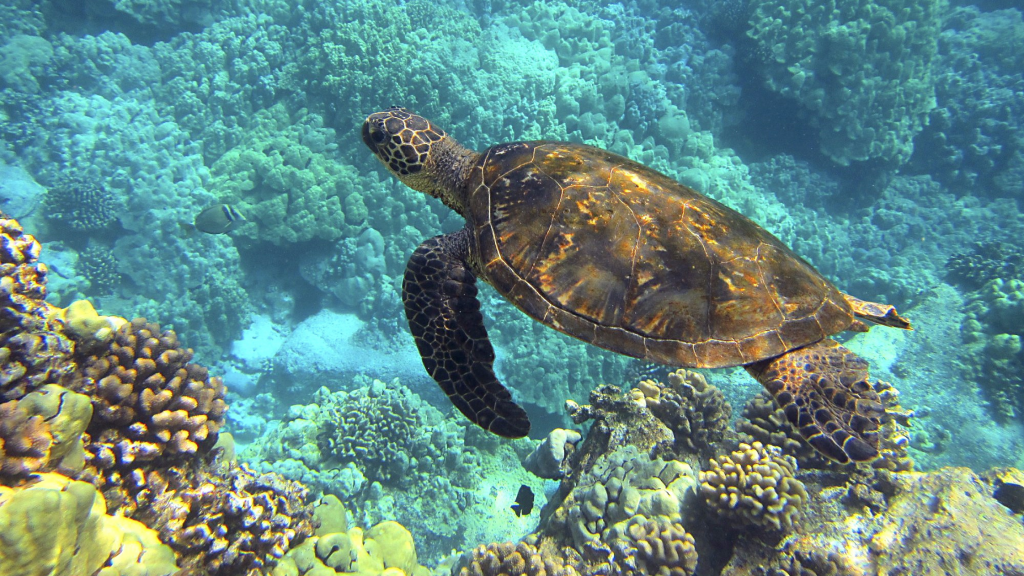 snorkeling, honu, turtle