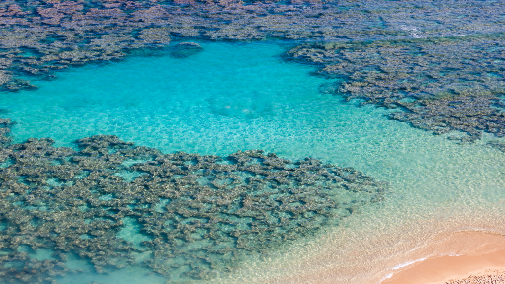 Reef Safe Sunscreen Hawaii 15 Top Picks to Protect the Ocean