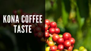 kona coffee taste - ripe red coffee cherries on the branch